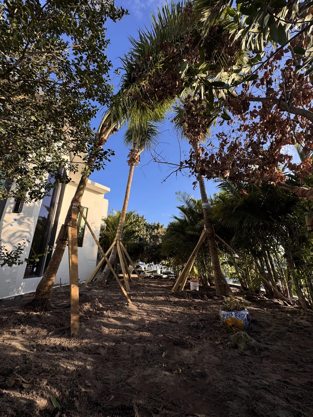 Large specimen tree installed by the Calderon Elder crew in South Florida