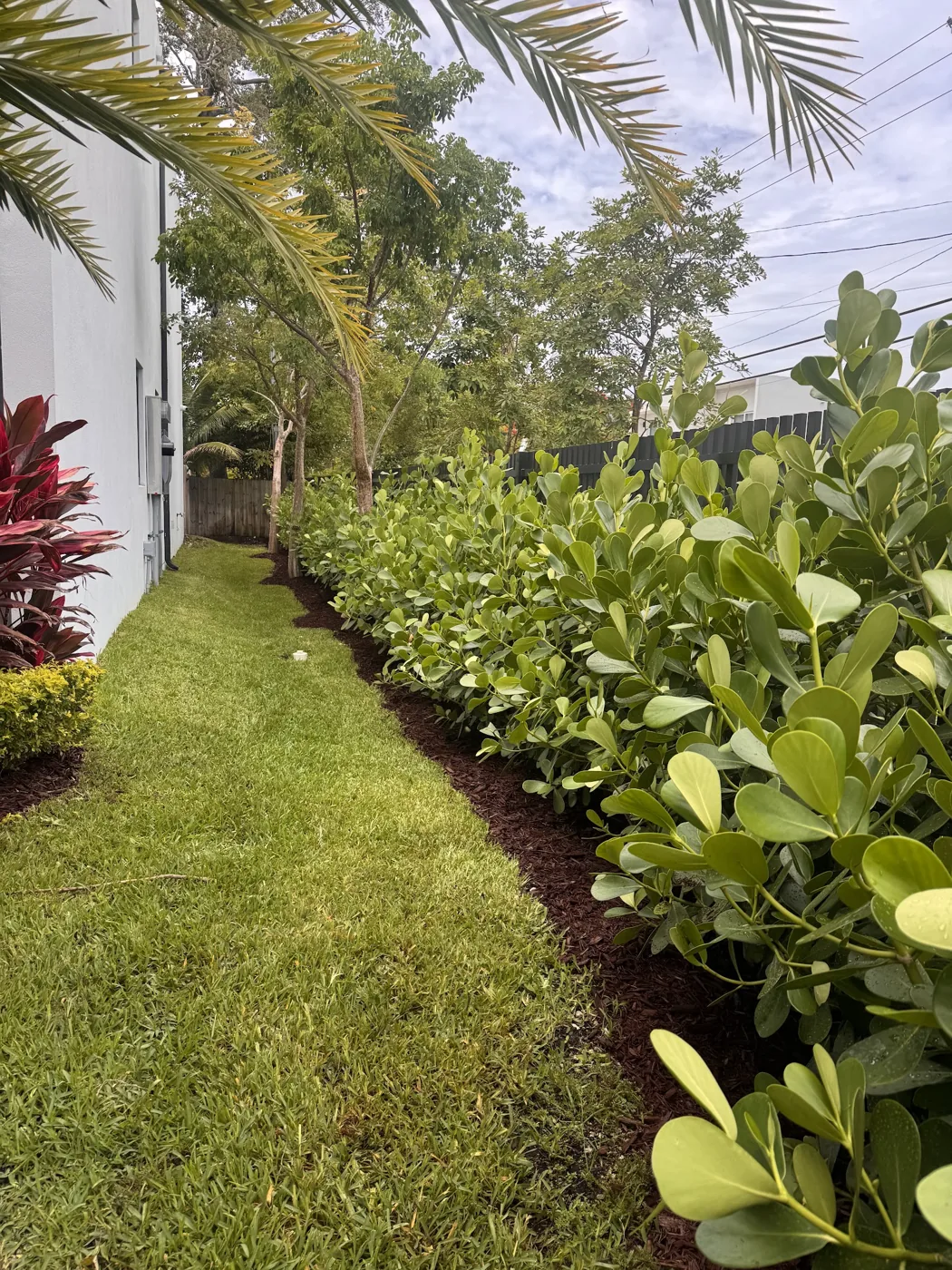 Layered tropical hedge and planting bed installed by Calderon Elder Landscaping