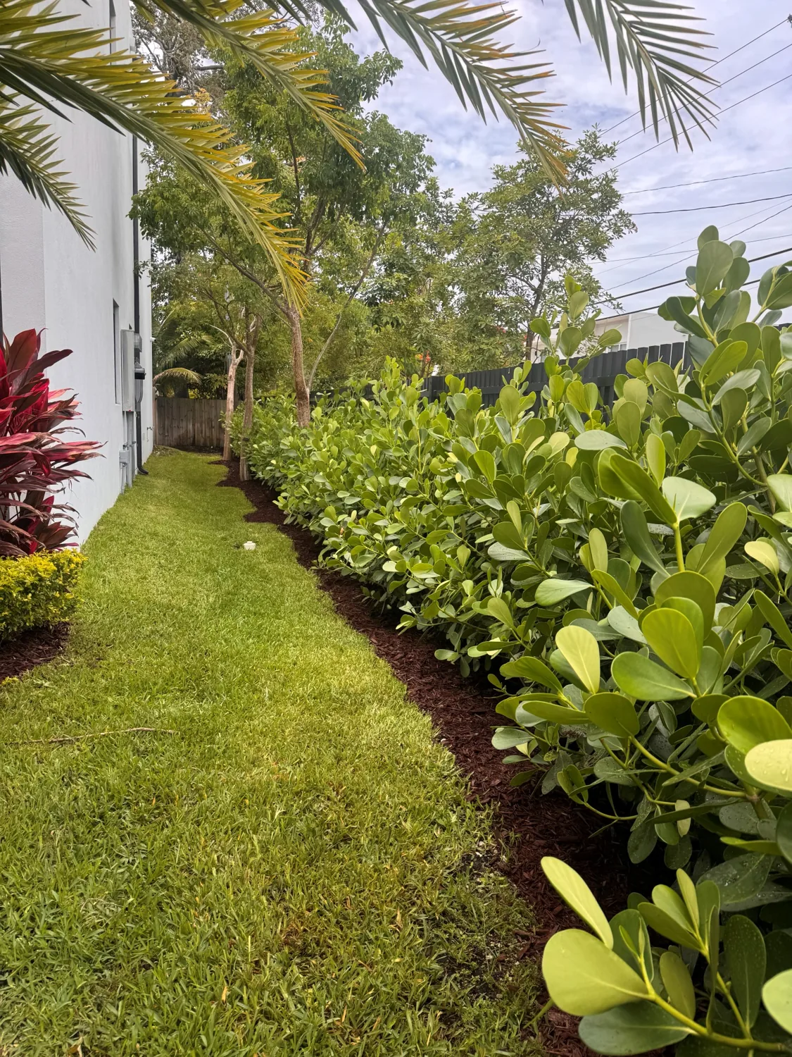 Clusia privacy hedge and tropical border along a manicured lawn