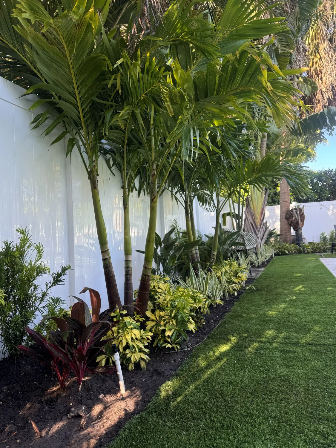 Areca palms and tropical underplanting installed along a modern white wall
