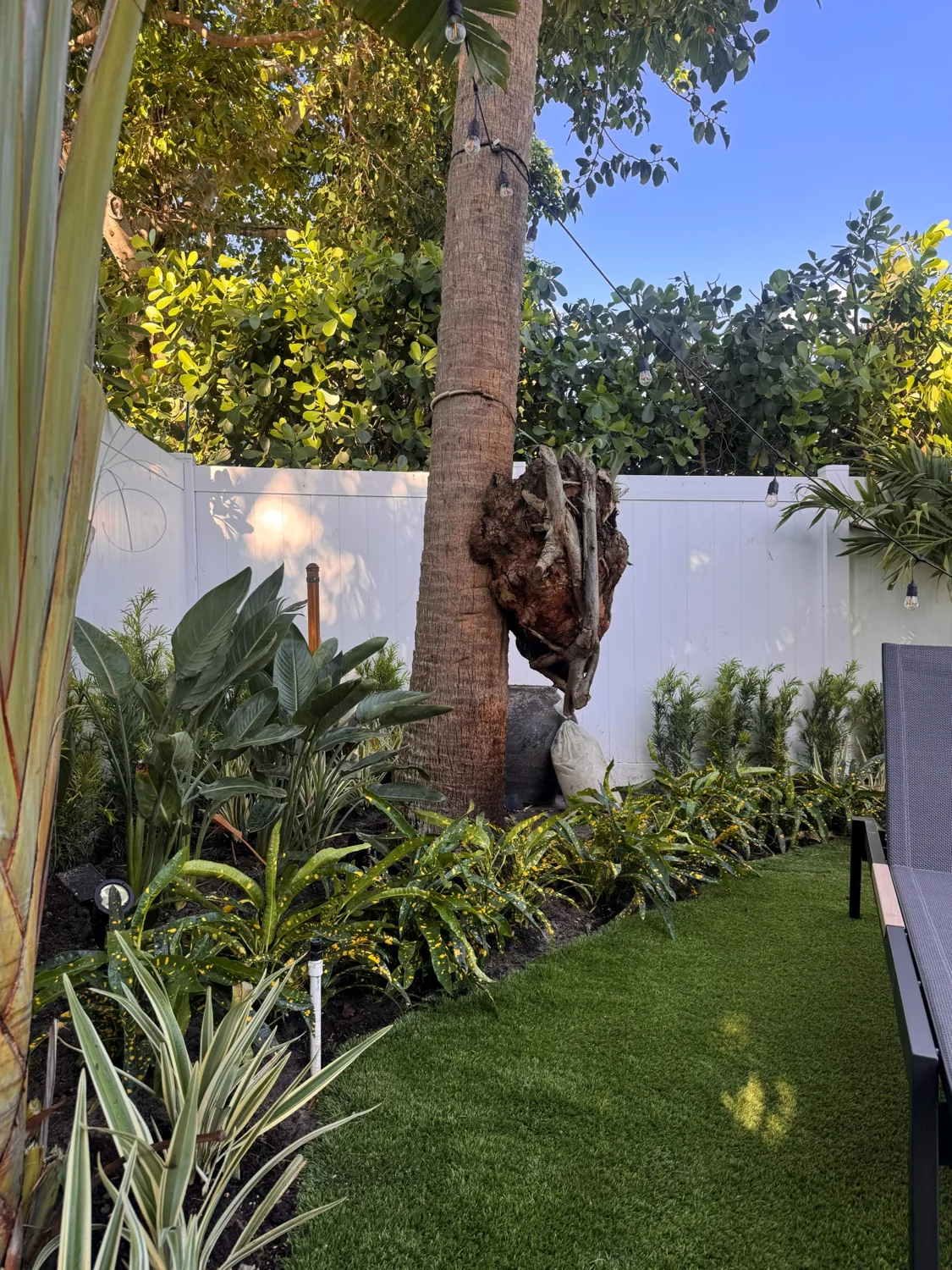 Backyard outdoor living space with specimen palm, turf and landscape lighting